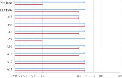 Selected indigenous drought tolerant rhizobium strains as promising biostimulants for common bean in Northern Spain